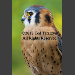 american kestrel in profile