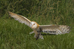 Barn owl with wings spread preparing to land.
