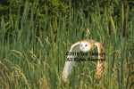 Barn owl flying low over cattails with wings down.