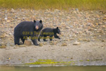 mamma bear and cub on rocky beach