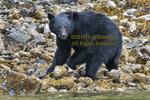 Black bear turning rocks on a rocky beach looking for food.