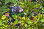 Black bear eating berries with an open mouth and a view of the tongue and teeth.