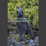 View of bottom of a black bear paw while feeding.