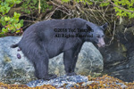 Black bear going potty in front of a boulder.