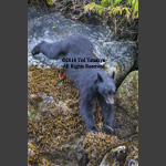 Black bear is stretching and climbing down a large boulder.