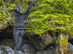 Black bear stretches and reaches for berries.