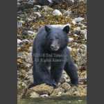 Black bear turning rocks looking for food on a rocky beack.