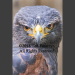 A peregrine falcon stares directly into the above the shoulder image.
