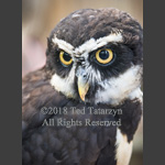 Spectaculed owl looking over shoulder close view.