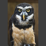 spectaculed owl hooting