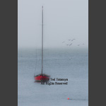 Pelicans flying past a moored sailboat on a foggy morning.