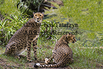 Image shows a pair of adult spotted cheetahs.  One is reclining looking to the right and the second is seated and looking toward the camera.  The background is green foliage.