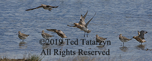 Long beaked godwits landing and feeding in a rippled pond.