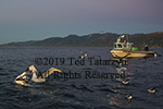 Fishing albatross and other birds are in the ocean in front of a fishing boat of the coastline of Kaidoura, New Zealand.