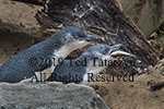 A close image of two little blue penguins and one has a fish in its mouth.