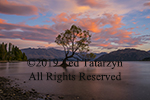 Pink billowing clouds of a sunrise behind a tree growing in a lake with mountains in the background.