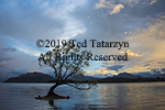 White clouds in sky begin to glow in blue sky behind the Otago tree that grows in a lake surrounded by mountains.