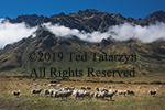 Grazing sheep are in a flat field in front of a mountain with a low hanging cloud dividing the mountain in half.