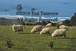 Sheep with very full fleece are grazing in a green pasture overlooking the blue  sea.
