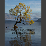 A duck stretches to spread its wings while under the Otago tree during the day with a muted reflection of the tree in the lake.