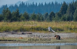 Alaska fox meets grizzly bear along a river bank.
