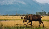 Alaskan moose with full antlers stands in a golden field in front of mountains.
