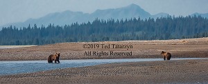 Grizzly bears in front of a phonographic Alaskan river and mountain view.