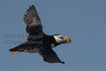 Alaska horned puffin in flight.