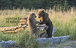 Alaskan Grizzly bear cubs at log standing at a log with mamma bear in the back.
