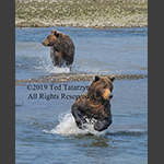 Alaskan grizzlies running through a shallow river salmon fishing.