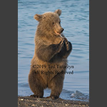 Alaskan grizzly bear cub standing holding a fish bone.