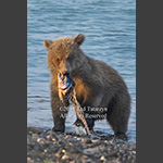 Alaskan grizzly cub with salmon, mostly bones, in its mouth.