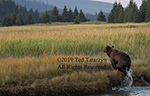Alaska grizzly jumping from river with water trail.