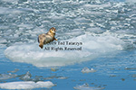 Harbor seal on ice in Alaskan turquoise water.