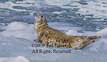Harbor seal look back over its shoulder while on ice off of the Alaskan coast.