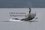 Alaskan humpback whale breaching low full out of the water to the right.