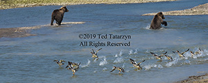 Flock of mergansers are spooked by grizzly bears in Alaska.