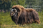 Musk ox calling in Alaska.