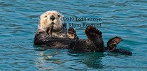 Sea otter relaxing off of Alaska.