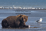 Grizzly bear reclining and eating a salmon along a river with sea gulls in the background.