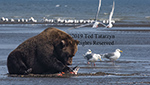Grizzly bear reclining and eating a salmon along a river with sea gulls in the background.