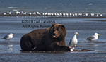 Grizzly bear is sticking out its tongue as it reclines and eats a salmon along a river with sea gulls in the background.