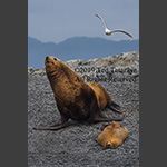 Alaskan stellar sea lion and pup on the beach.