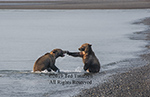 Alaskan grizzly bears play in the water.