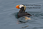 Wet Alaskan tufted puffin with a large drip from the beak.