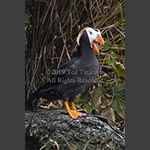 Alaskan tufted puffin with an open mouth.