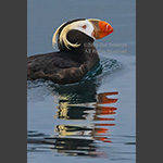 Alaskan tufted puffin with reflection in the water.