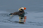 Alaskan tufted puffin on the water with a reflection.