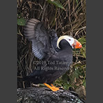 Alaskan tufted puffin stretching wings.