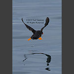 Alaskan tufted puffin takeoff with a reflection on the water. 